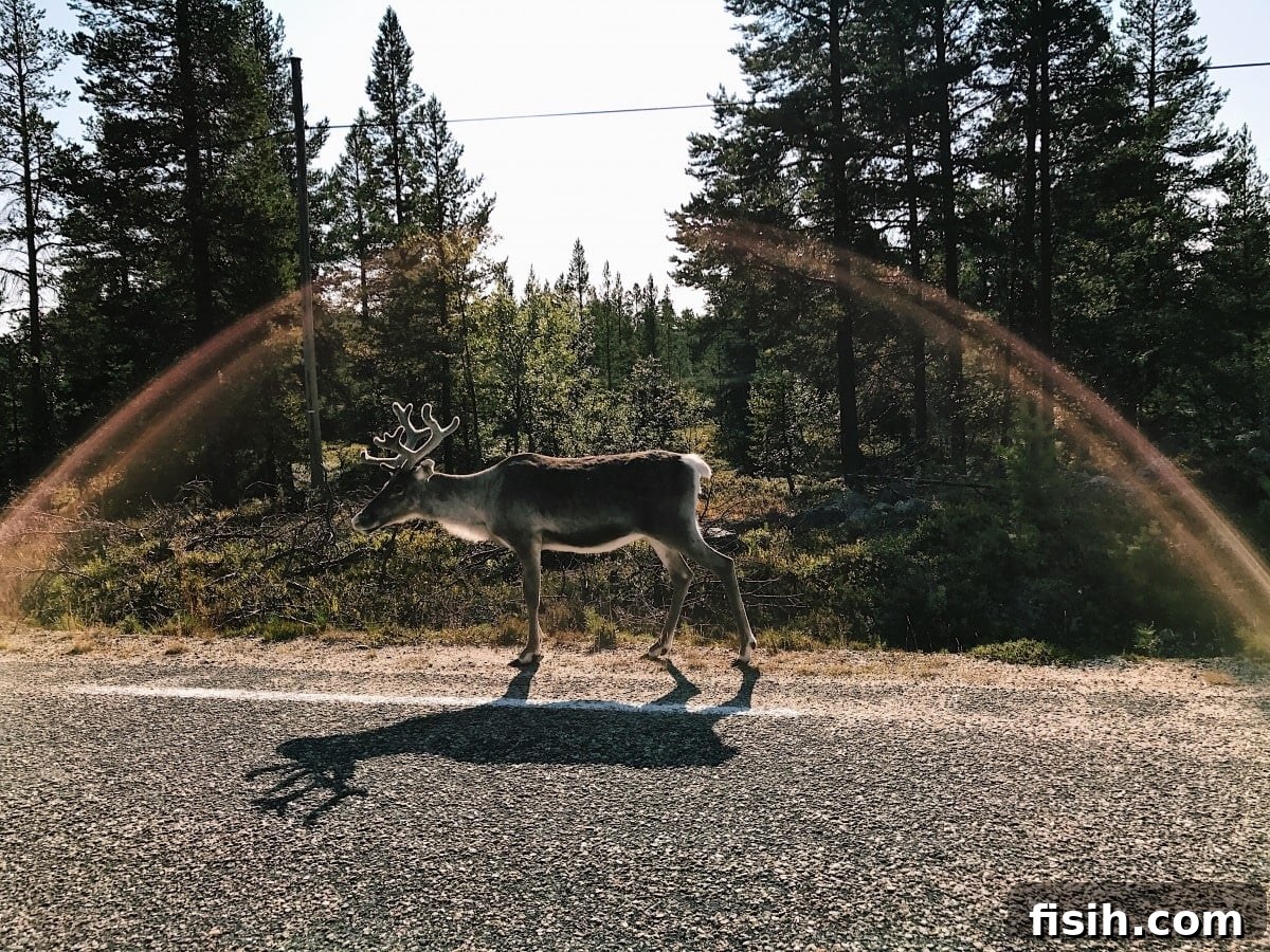 Reindeer herd in a scenic landscape
