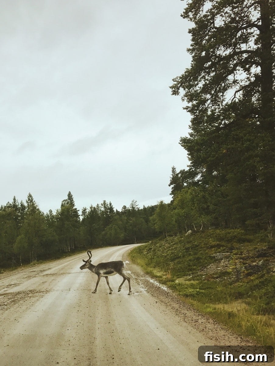 Close-up of a reindeer