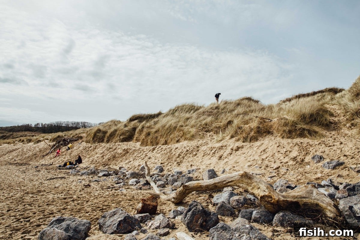 Sand dunes and driftwood on beach