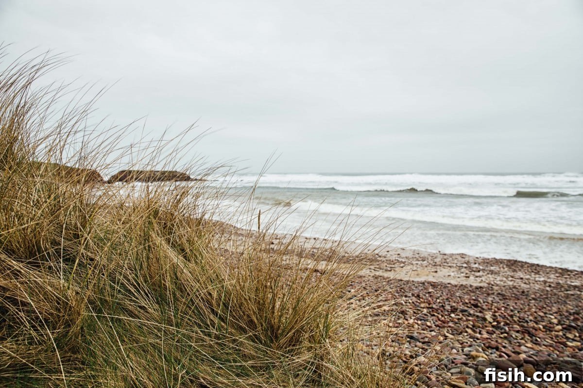 Freshwater West beach with tuft of grass