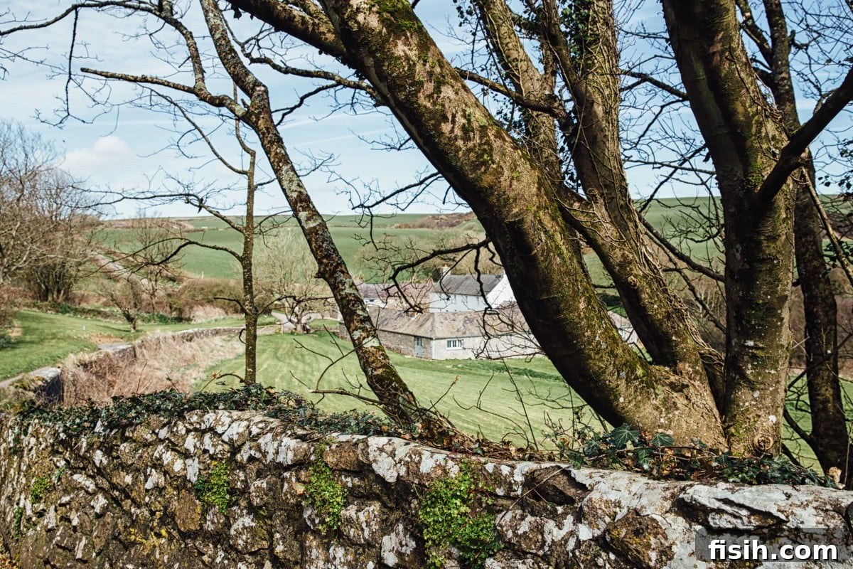 Welsh farm seen through trees