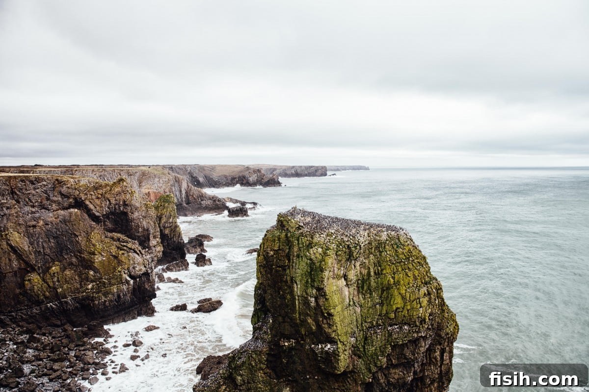 Guillemots on Stack Rocks