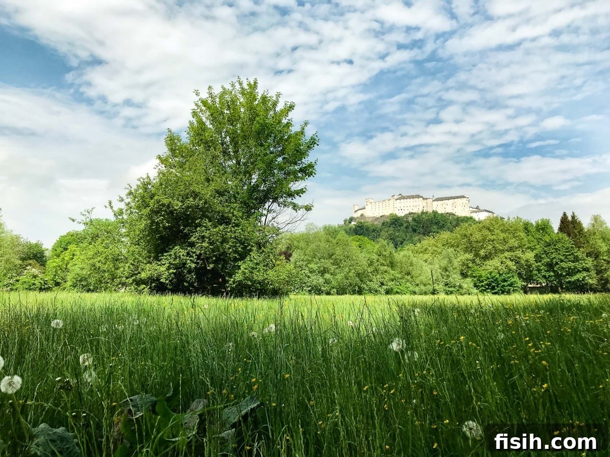 Panoramic view of the majestic Hohensalzburg Castle from a vibrant green field outside of Salzburg