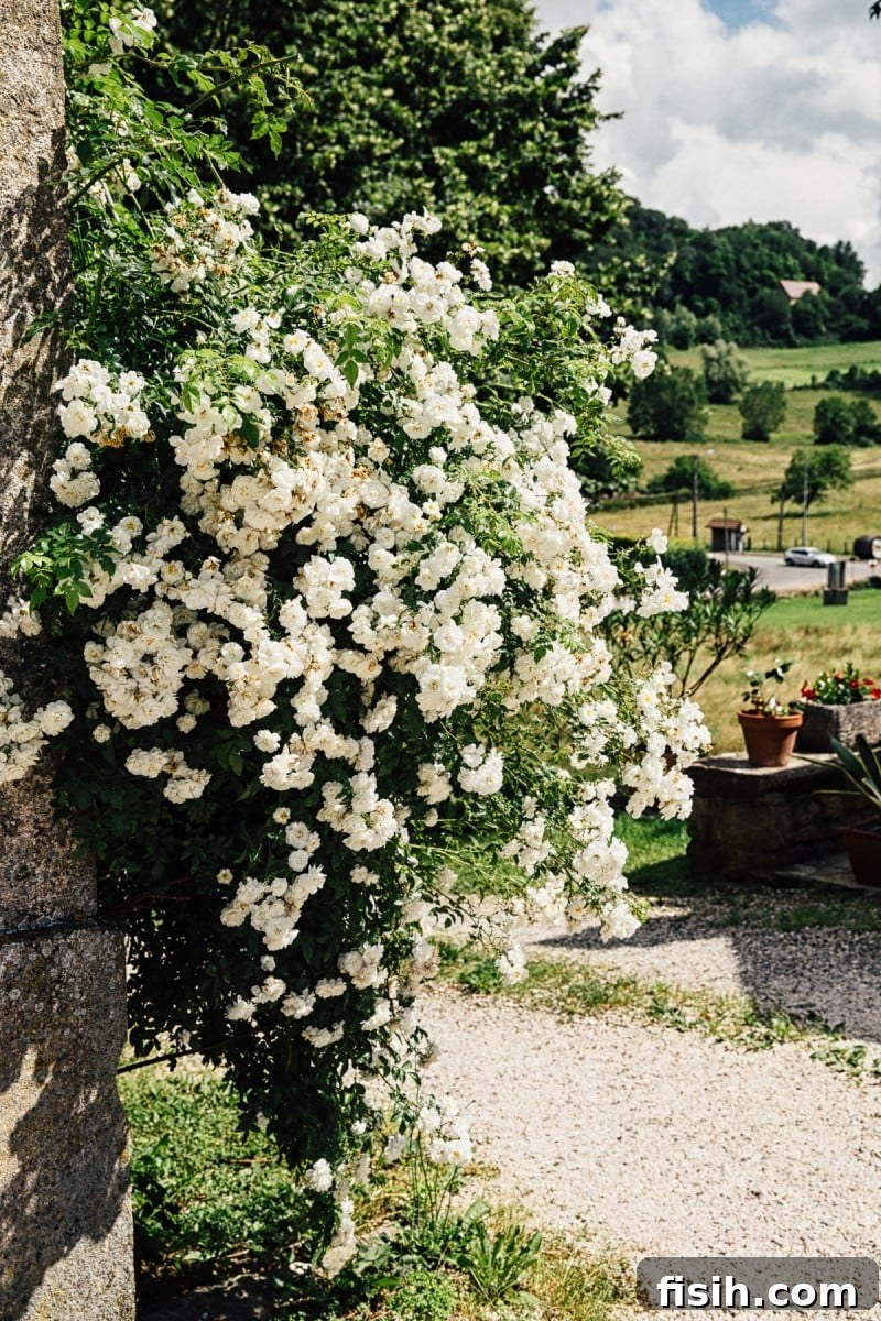 In Search of Comte A Jura Culinary Quest 5 Comté Cheese and My Visit to the Jura Region of France