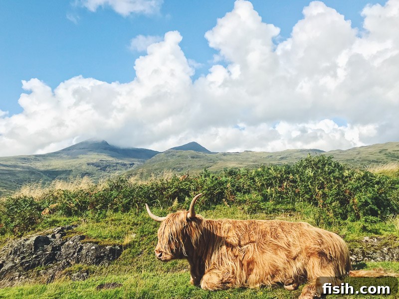 Unveiling Mull's Island Magic 5 Close-up of a majestic Highland cow with long horns and shaggy fur, set against a blurred green background.