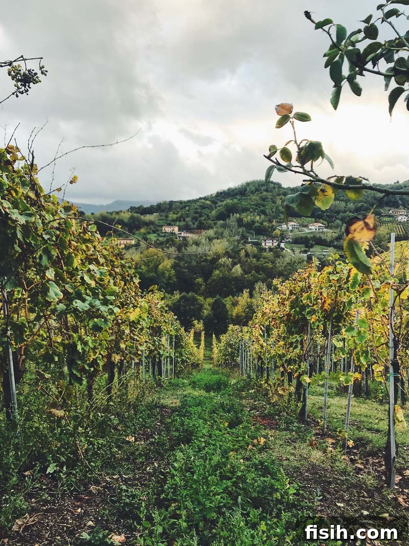 A lush vineyard in the heart of Campania, Italy, with rolling hills and a majestic mountain range in the background under a clear blue sky, hinting at rich volcanic soil.
