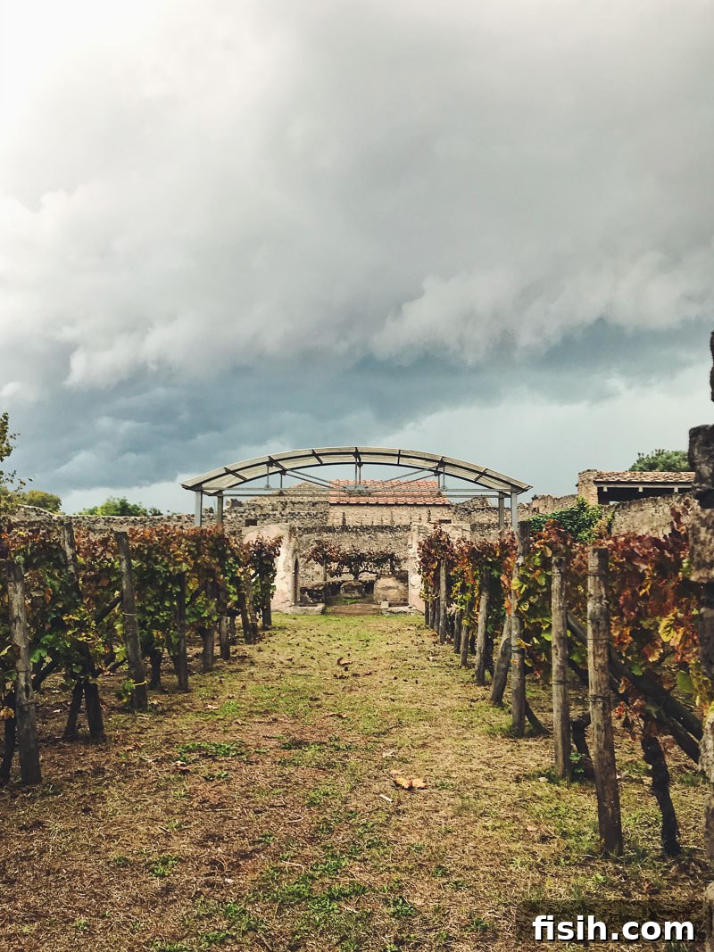 An ancient vineyard thriving amidst the historic ruins of Pompeii, with Mount Vesuvius visible in the distance, a testament to enduring viticulture.